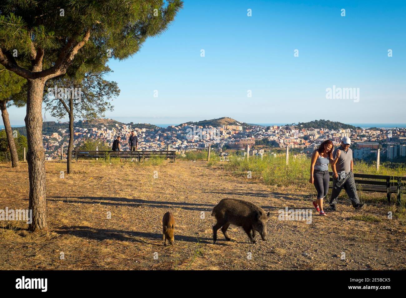 People feeding porc senglar, or wild boar at the Mirador de Montbau in the Serra de Collserola, above Barcelona (1.6 million people), Catalonia, Spain Stock Photo