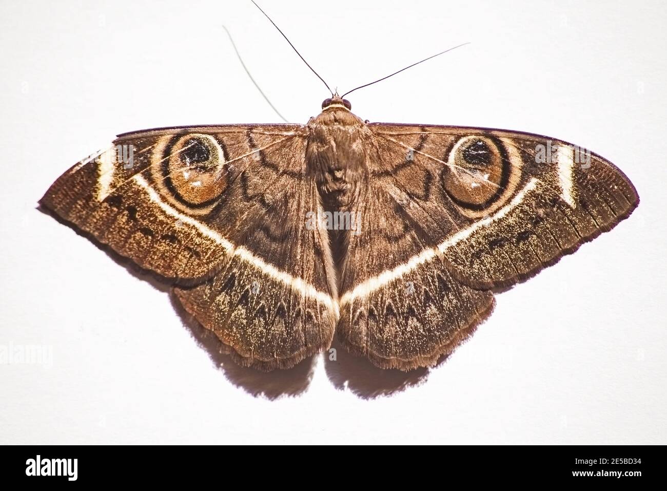 Cream-Striped Owl Moth Cyligramma latona 8683 Stock Photo