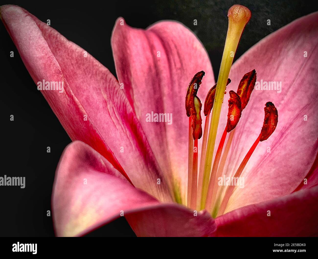 Lily growth hires stock photography and images Alamy