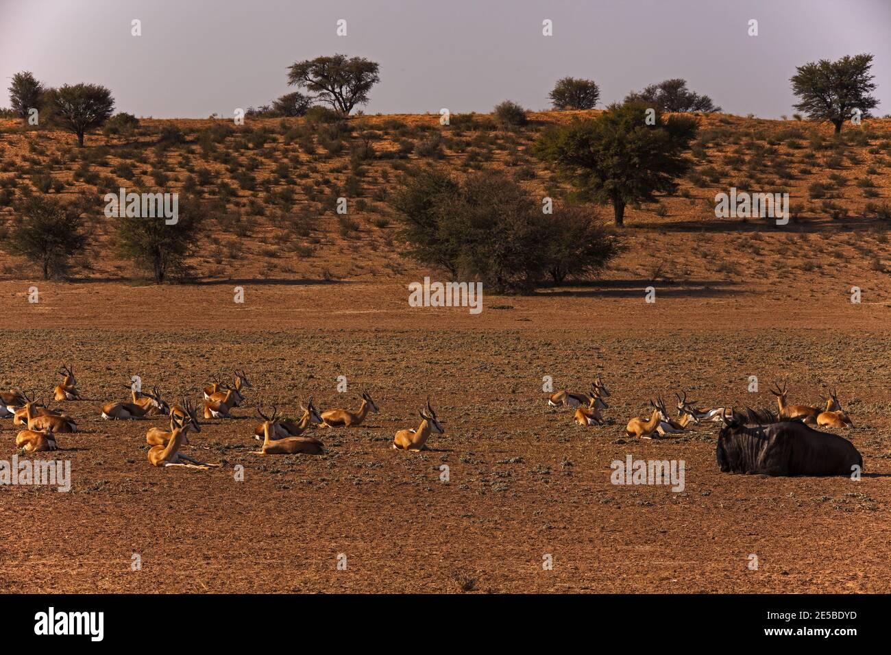 Springbok and Wildebeest 4593 Stock Photo