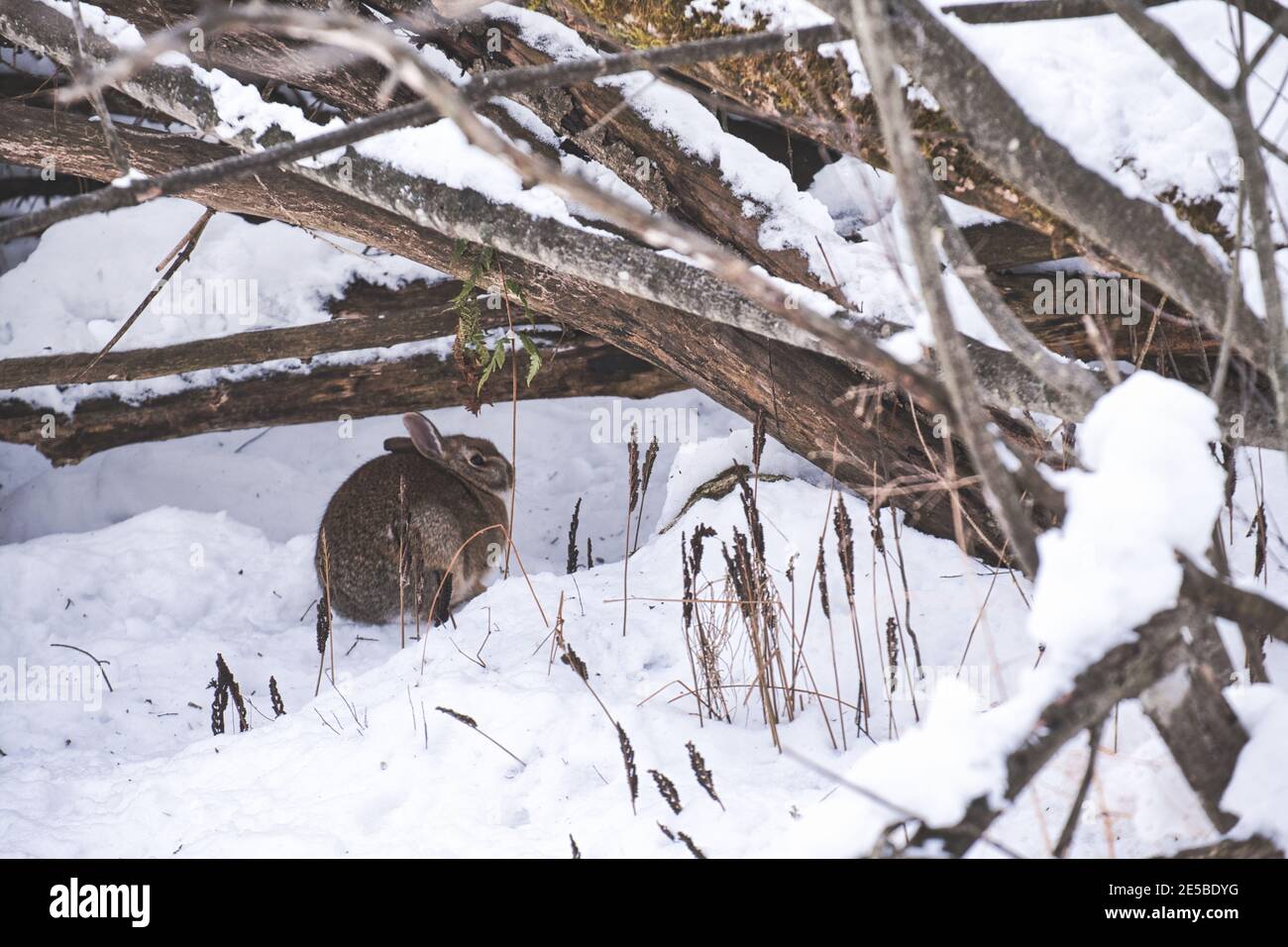 An eastern cottontail rabbit is crouched in the snow below some ...