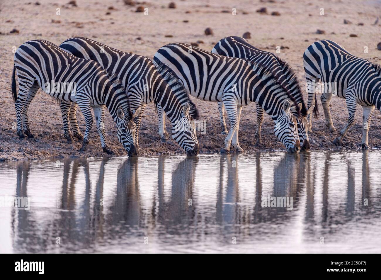 A large herd of Burchells Zebra drinking at a waterhole in Zimbabwe's Hwange National Park. Stock Photo