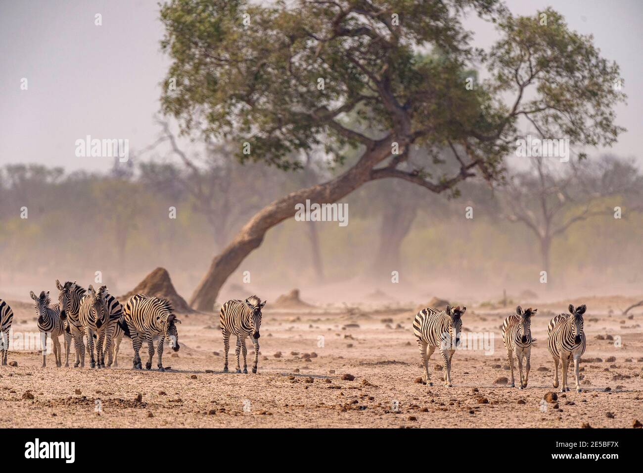 A herd of Burchells Zebra Equus quagga burchellii seen in Zimbabwe's ...