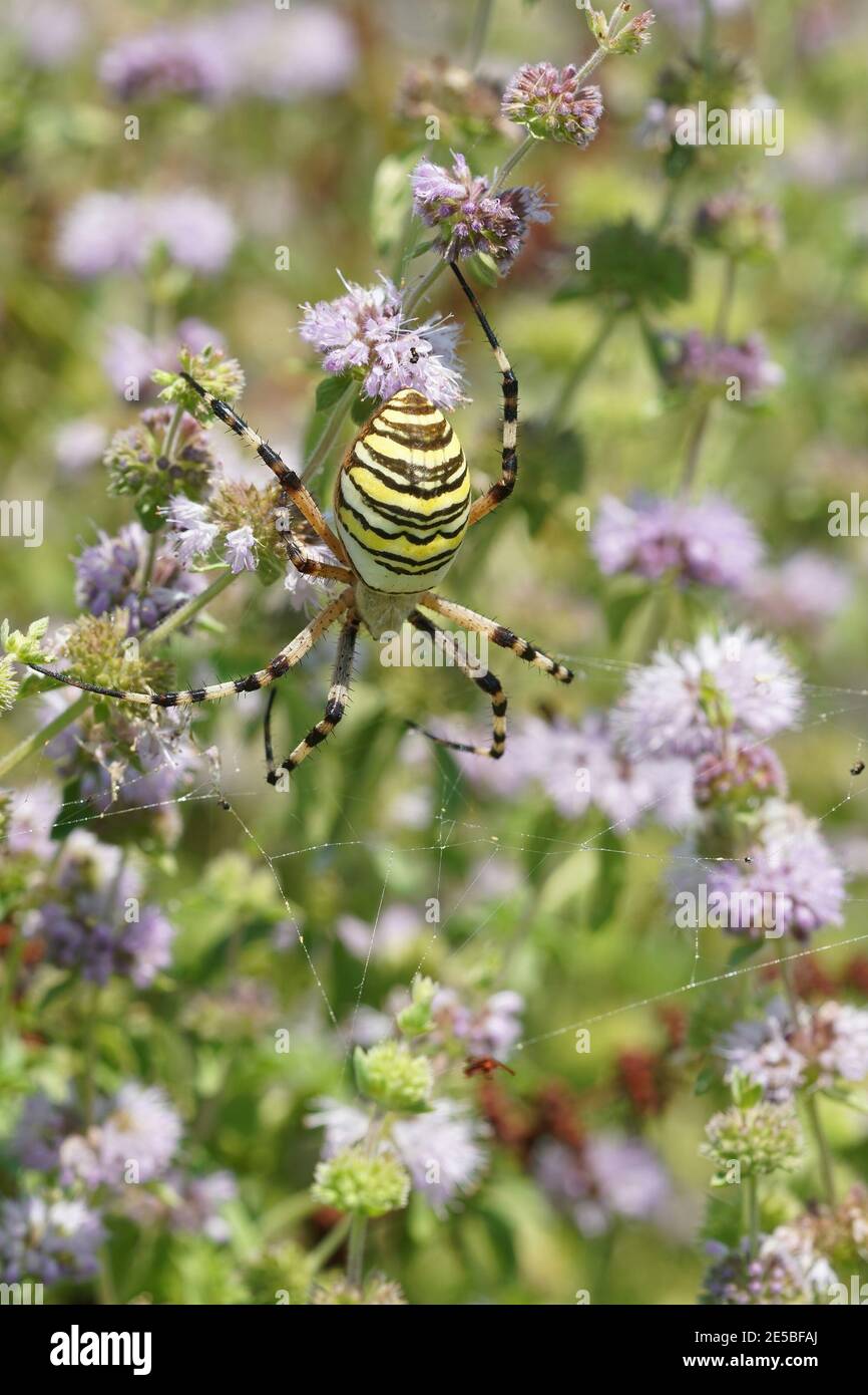 A tiger spider, Argiope Argiope bruennichi in her web awaiting prey Stock Photo