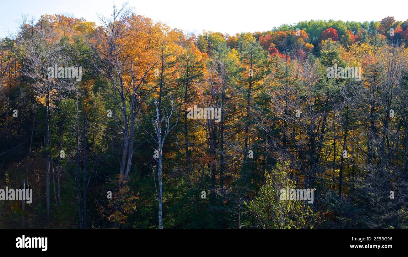 Beautiful autumn scene background, Forest with colourful yellow, red and orange colour leaves. Nature backdrop Stock Photo