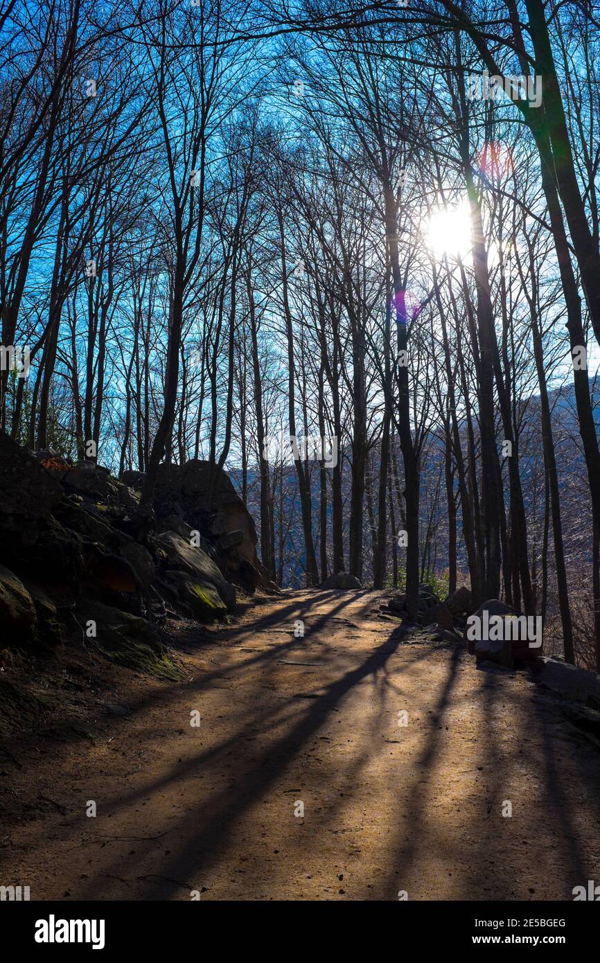 Sendero natural del bosque hi-res stock photography and images - Alamy