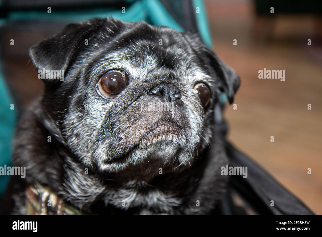 A very cute black and white pug dog looking sad Stock Photo