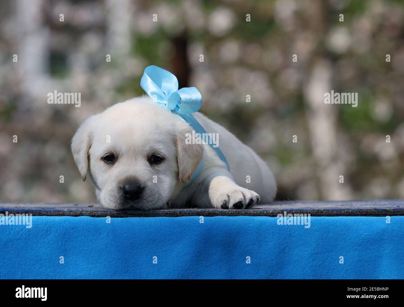 a yellow labrador puppy on the blue background Stock Photo - Alamy