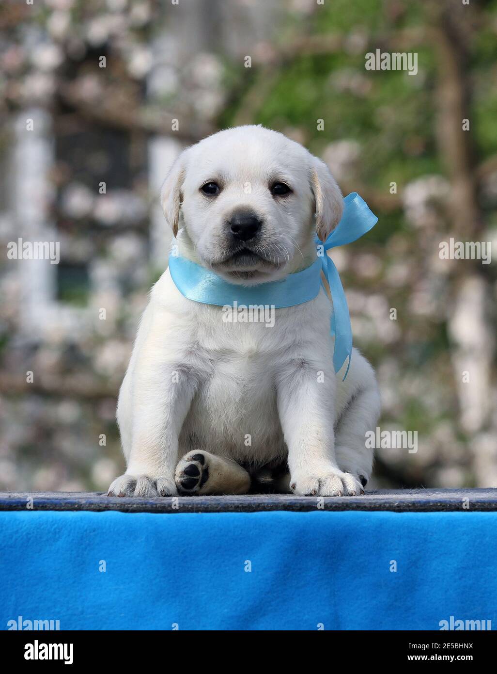 yellow labrador puppy on the blue background Stock Photo - Alamy