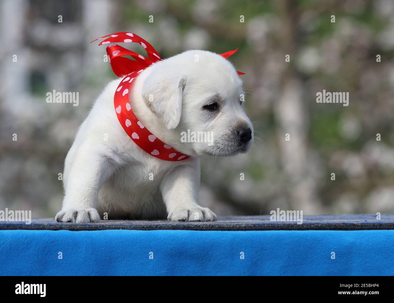 nice yellow labrador puppy on the blue background Stock Photo - Alamy