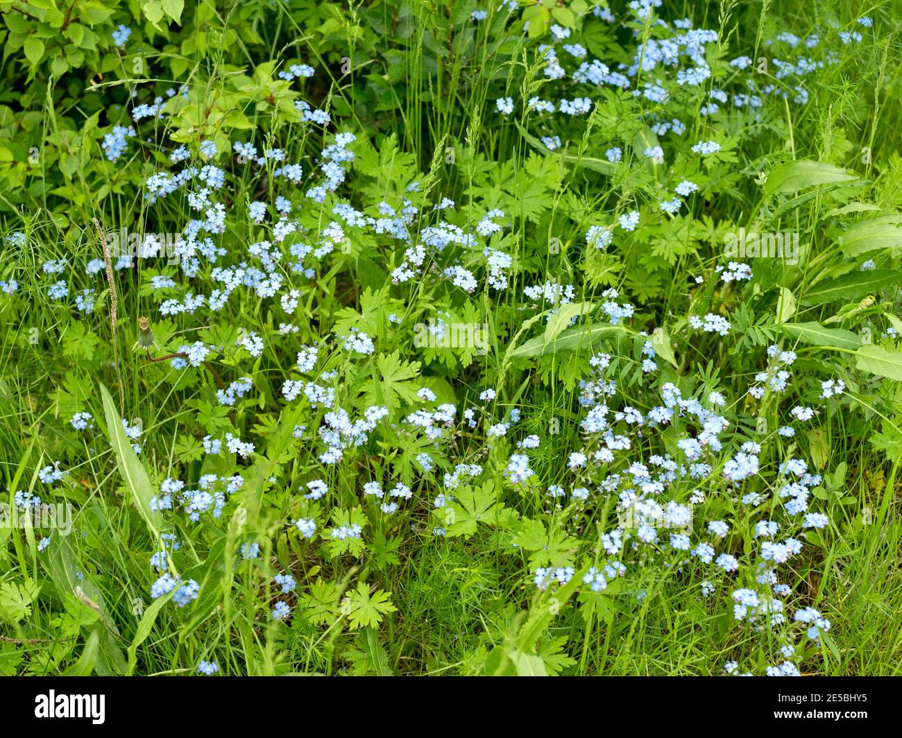 Herbaceous plant Forget-me-not (lat.Myosótis) of the Borage family (Boraginaceae) blooms among the grass on the summer lawn. Stock Photo