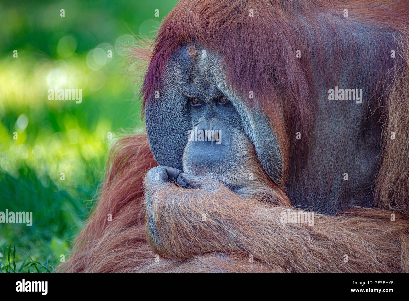 Portrait of an elderly Asian orangutan, old powerful and big alpha male thinking at something, sad or depressed, details, closeup Stock Photo - Alamy Portrait of an elderly Asian orangutan, old powerful and big alpha male thinking at something, sad or depressed, details, closeup Stock Photo - Alamy