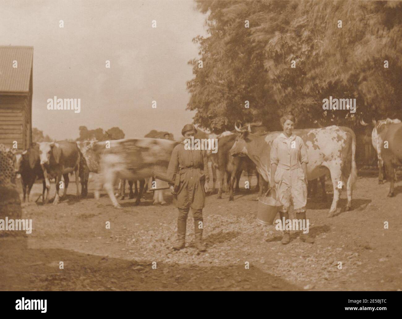 First World War land girls with a herd of cows at Fairstead Hall Farm, 1917 Stock Photo