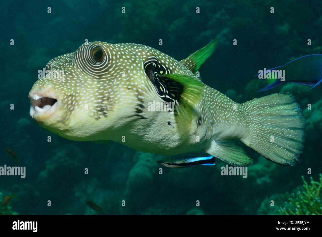 Arothron hispidus, white-spotted puffer, Weißflecken-Kugelfisch, Labroides dimidiatus, cleaner, Gewöhnlicher Putzerfisch, Putzsymbiose, Red Sea, Egypt Stock Photo