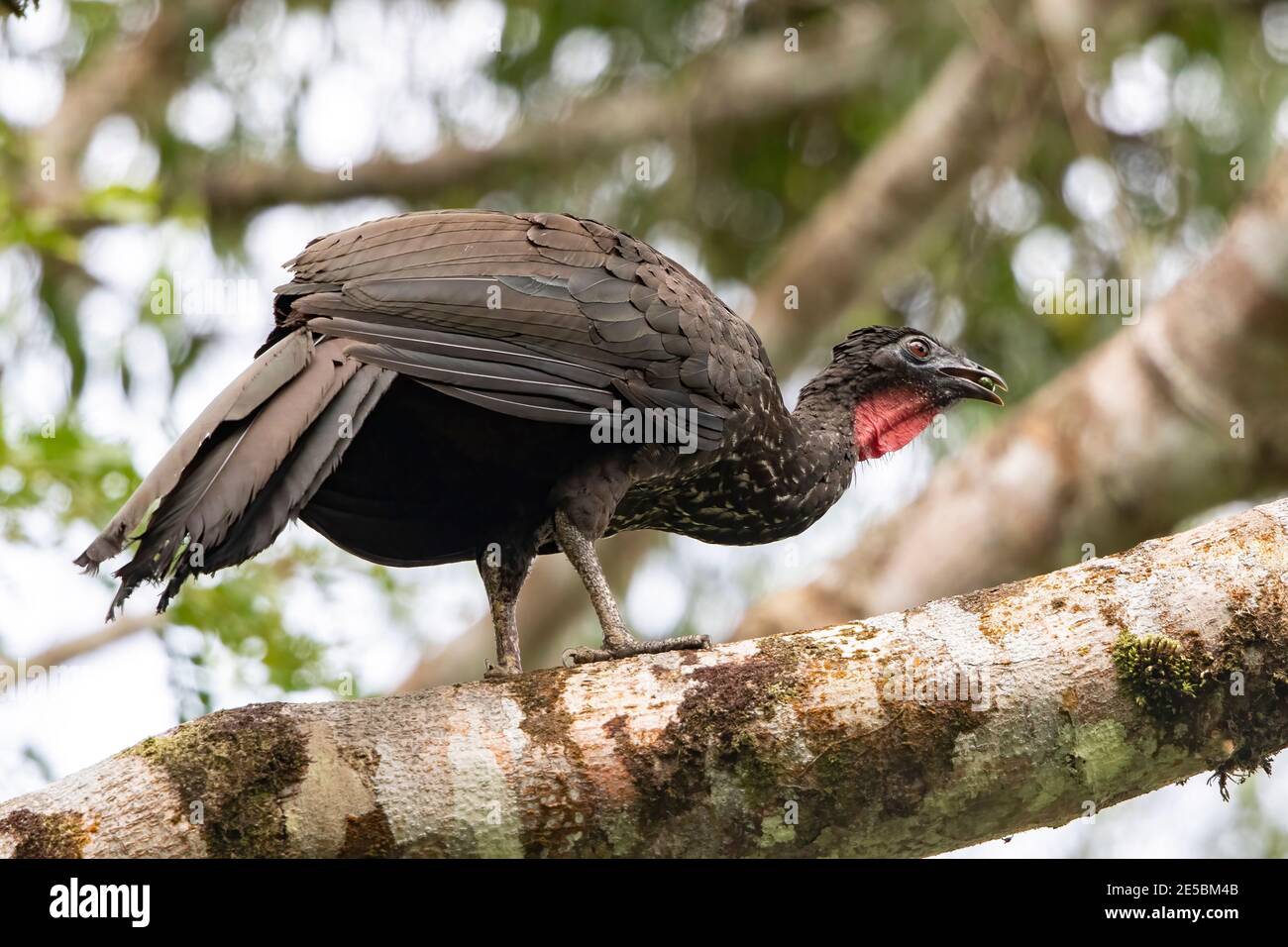 Crested Guan, Penelope purpurascens, single adult eating fruit while  perched in tropical forest, La Selva, Costa Rica, 4 April 2018 Stock Photo