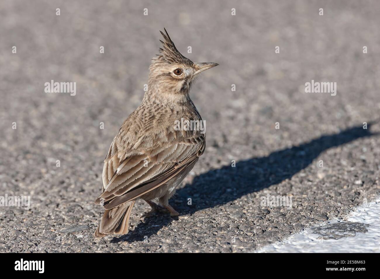 crested lark, Galerida cristata, single adult standing on metalled road, tarmac, Alicante, Spain Stock Photo