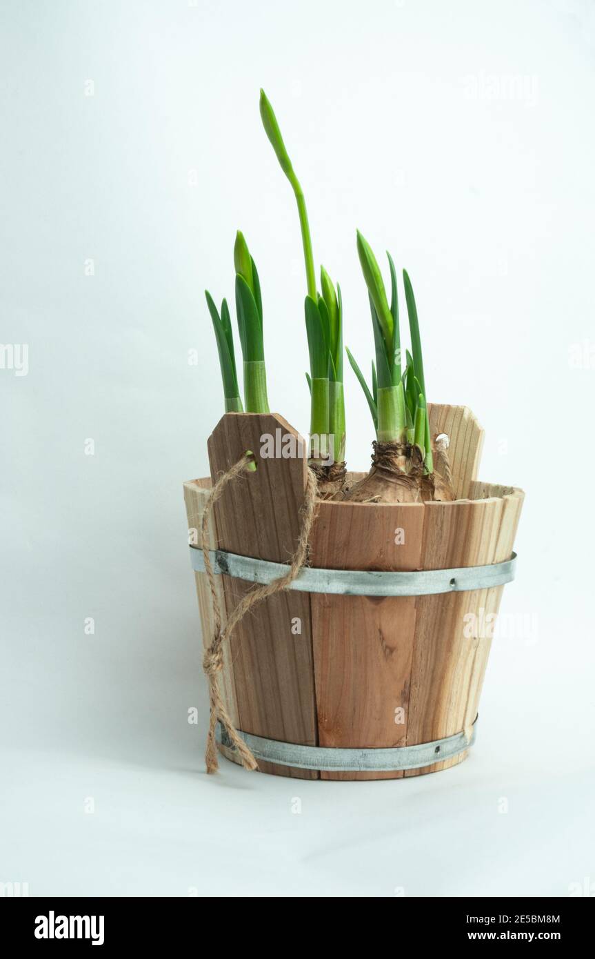 Plant daffodil bulb container hires stock photography and images Alamy