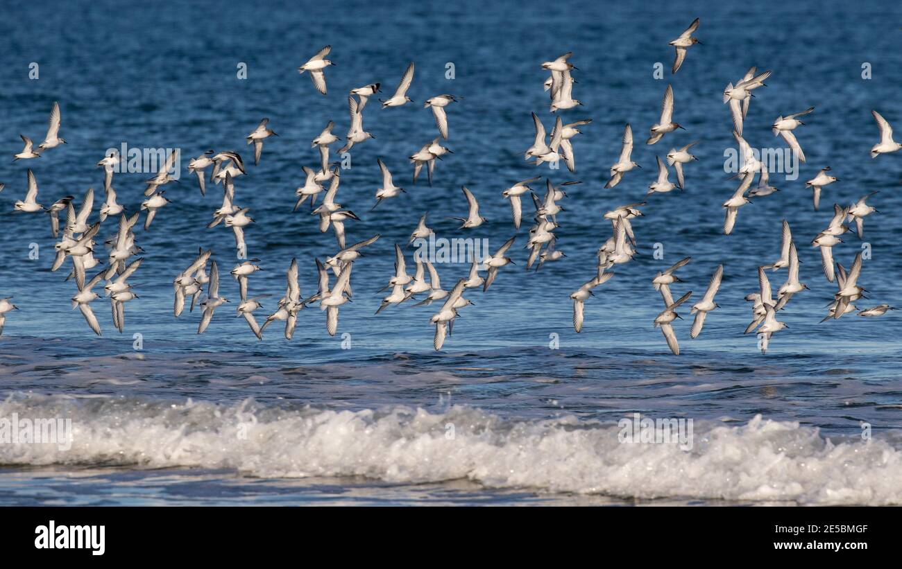 A flock of sanderlings, Calidris alba, and purple sandpipers, Calidris maritina, in flight along the coast of Maine, USA. Stock Photo