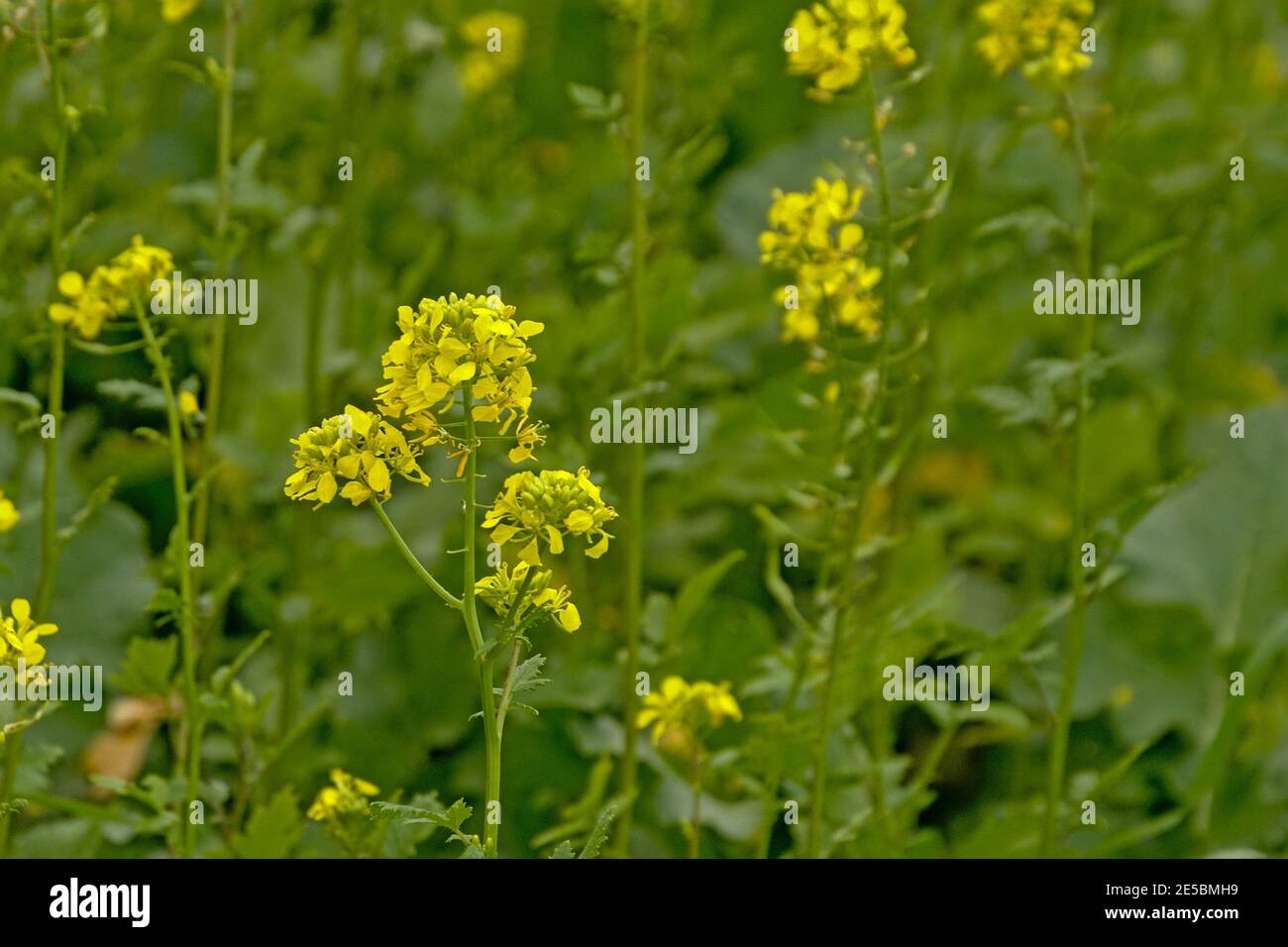 Vrouves hires stock photography and images Alamy