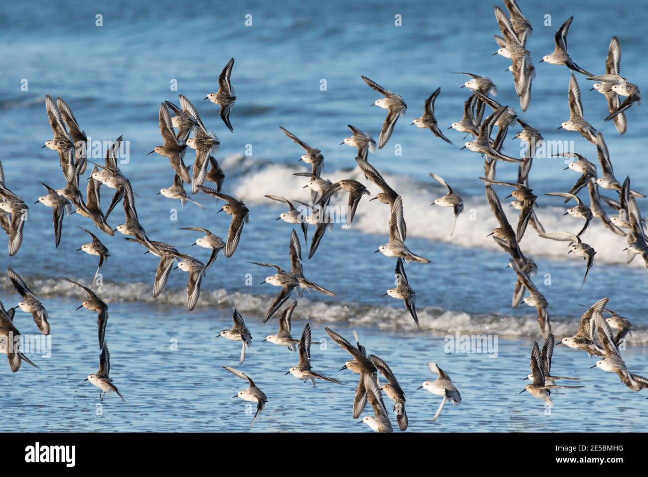 A flock of sanderlings, Calidris alba, and purple sandpipers, Calidris maritina, in flight along the coast of Maine, USA. Stock Photo