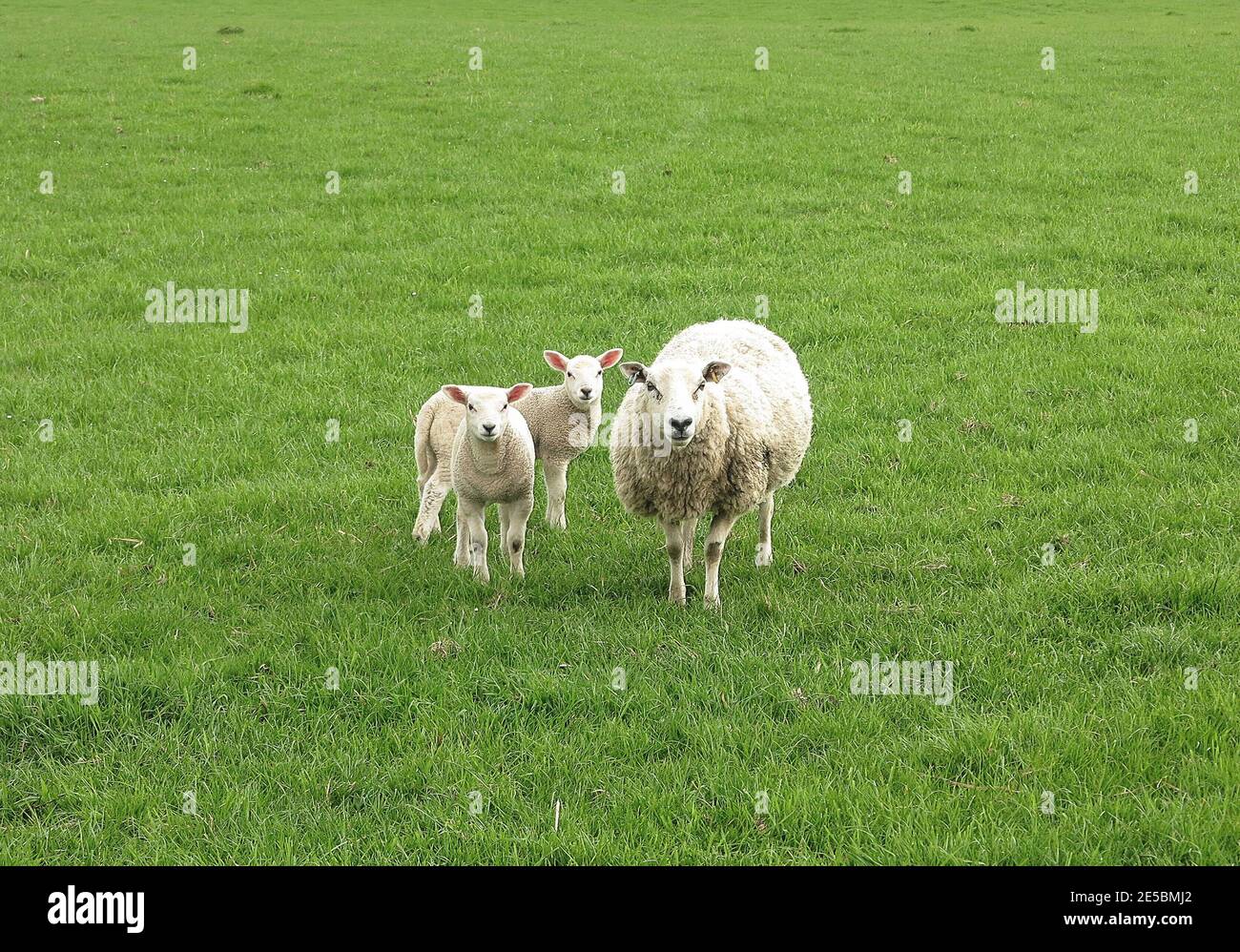 Sheep grazing in green meadows hi-res stock photography and images - Alamy