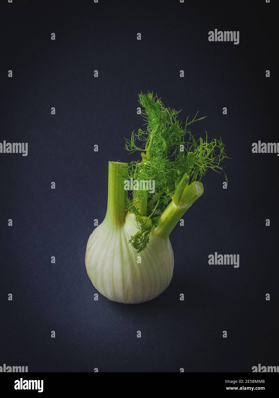 Single fresh fennel bulb with green leaves on blue background. Copy