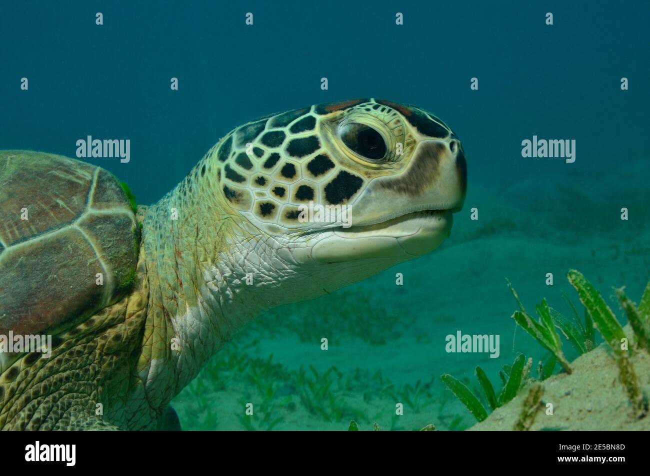 Chelonia mydas, Grüne Meeresschildkröte, green sea turtle, Coraya Beach, Rotes Meer, Ägypten, Red Sea, Egypt Stock Photo