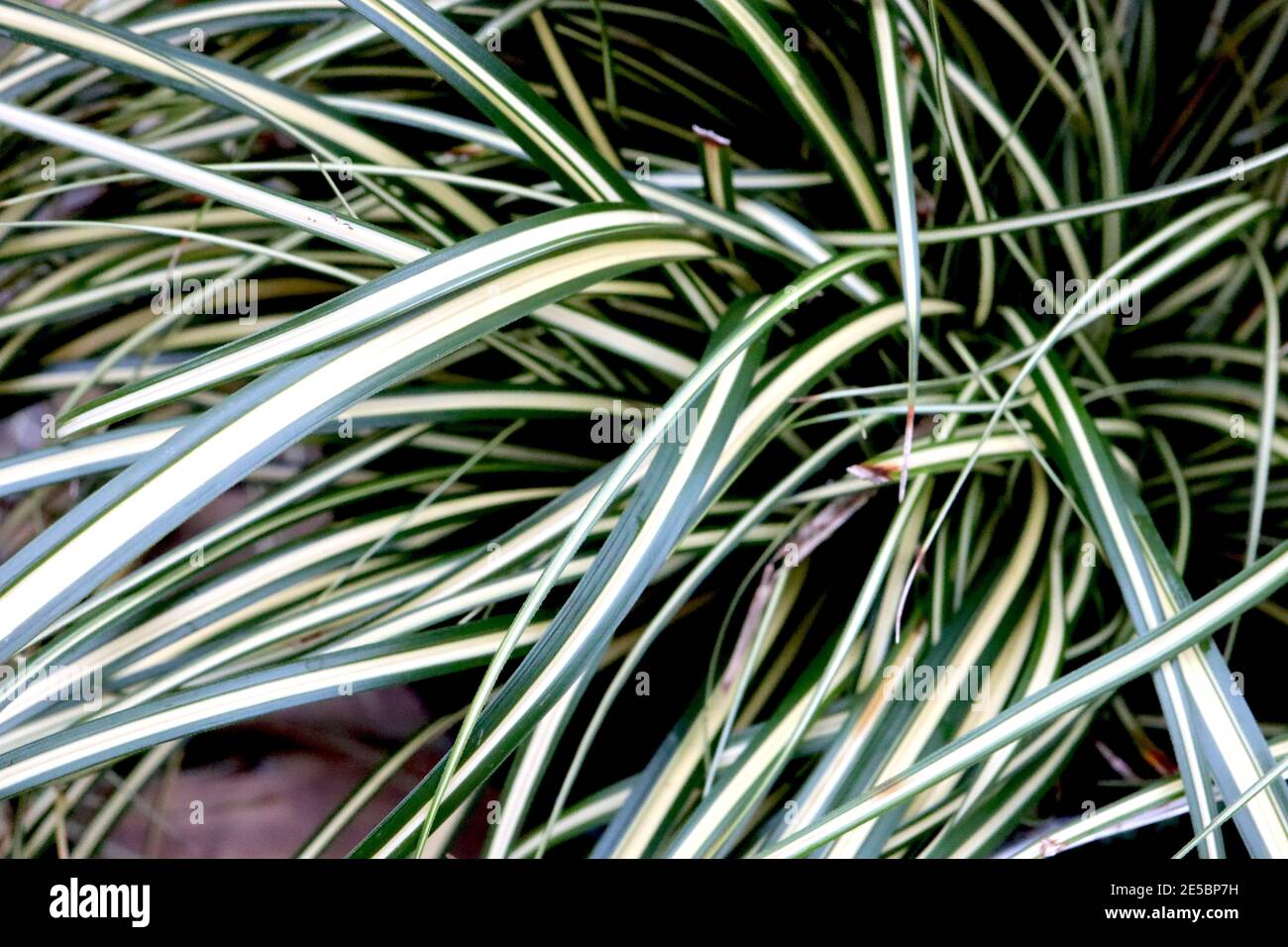 Carex oshimensis ‘Evergold‘ Japanese sedge Evergold – dark green ornamental grass with central cream stripe, January, England, UK Stock Photo