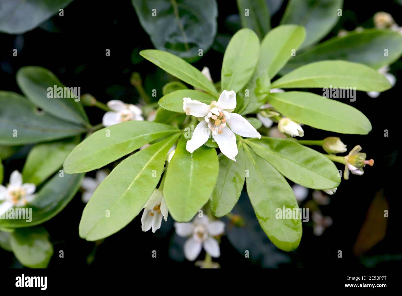 Choisya ternata Mexican orange blossom – scented clusters of white star-shaped flowers and mid green oblong leaves,  January, England, UK Stock Photo