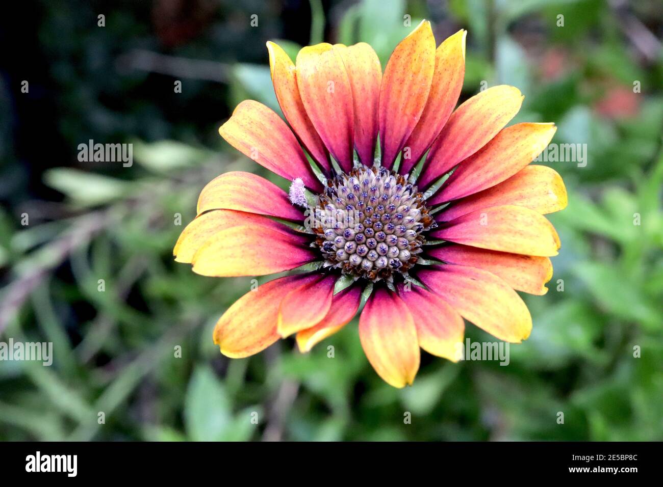 Osteospermum ‘Purple Sun’ African daisy Purple Sun orange and purple