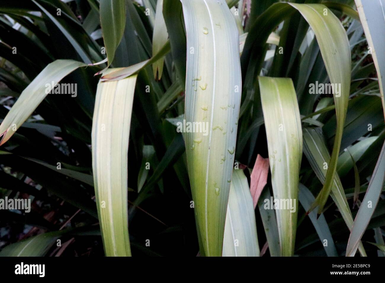 Phormium tenax ‘Yellow Wave’ Flax lily Yellow Wave – arching leaves with contrasting stripes of cream, olive green and dark green,  January, England, Stock Photo