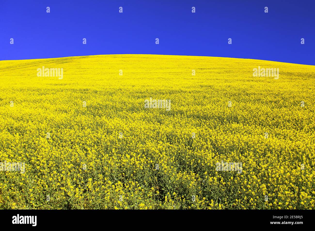 golden field of flowering rapeseed, canola or colza with blue sky, brassica napus Stock Photo