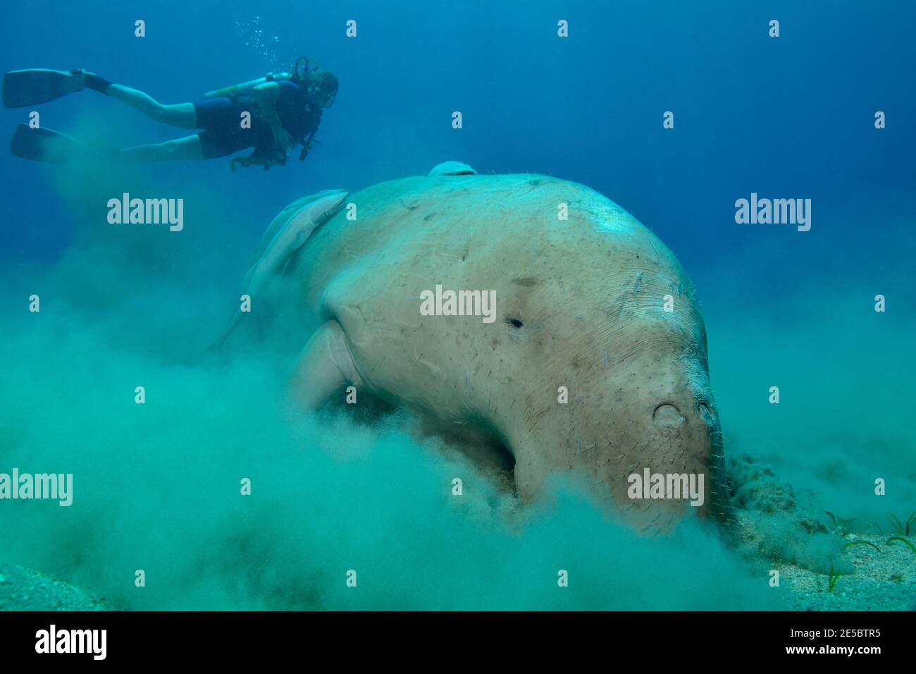 Dugong dugon, dugong, Gabelschwanzseekuh, Echeneis naucrates, remora, Gestreifter Schiffshalter, Coraya Beach, Rotes Meer, Ägypten, Red Sea, Egypt Stock Photo