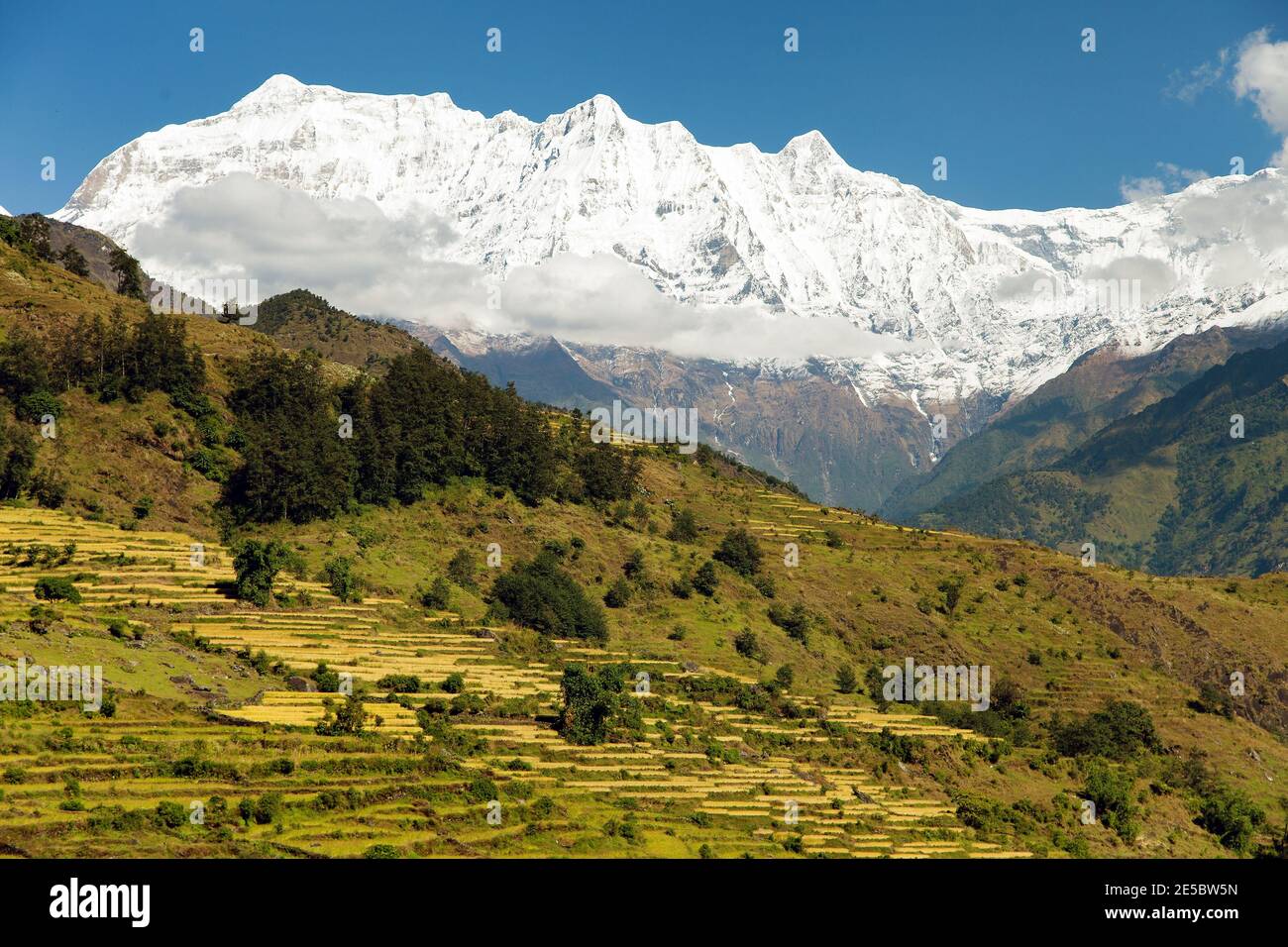 Rice field and snowy Himalayas mountain in Nepal Stock Photo