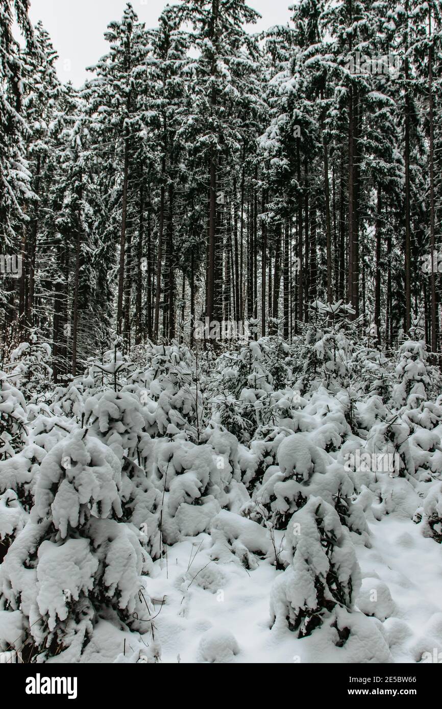 Snow covered trees in the winter forest.Christmas holiday background with snowy fir trees.Frosty cold day outdoors,calm fresh scene.Freezing weather Stock Photo