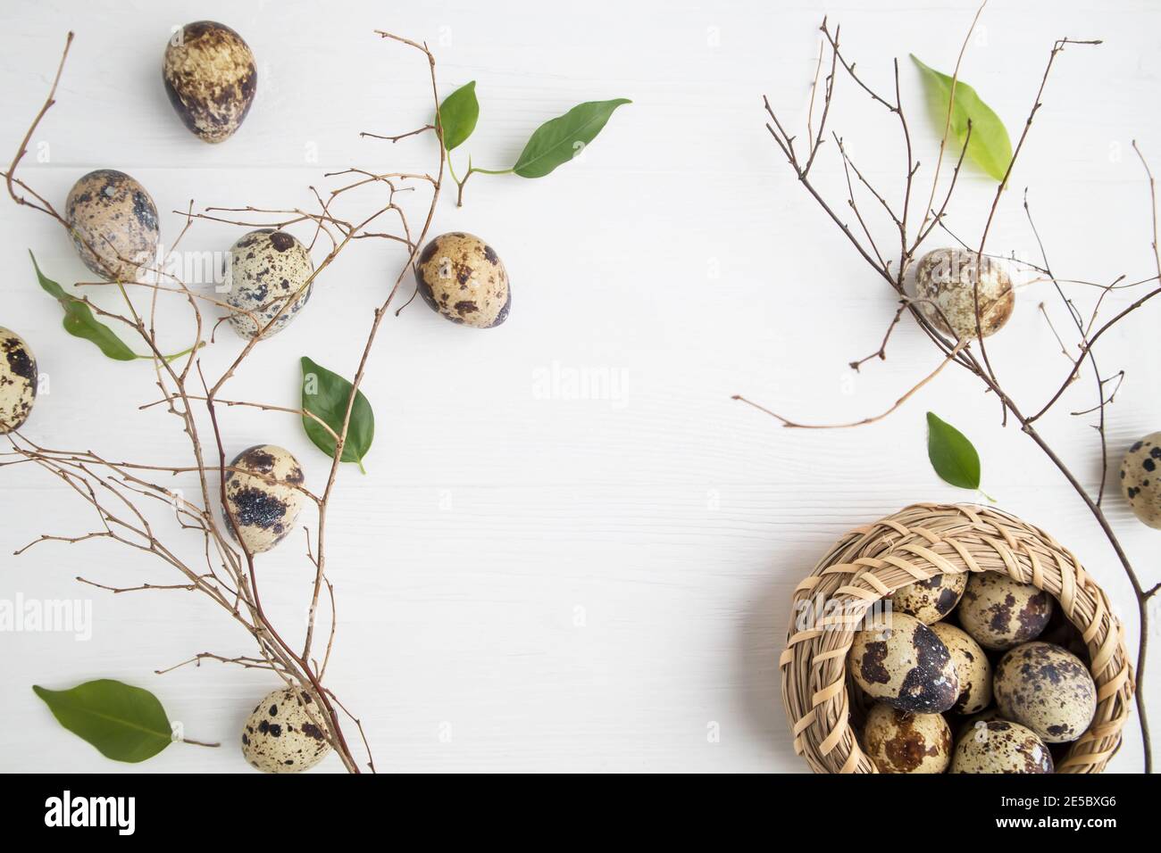 Quail eggs with twigs and fresh green leaves on a white background with space for text. Easter. Stock Photo