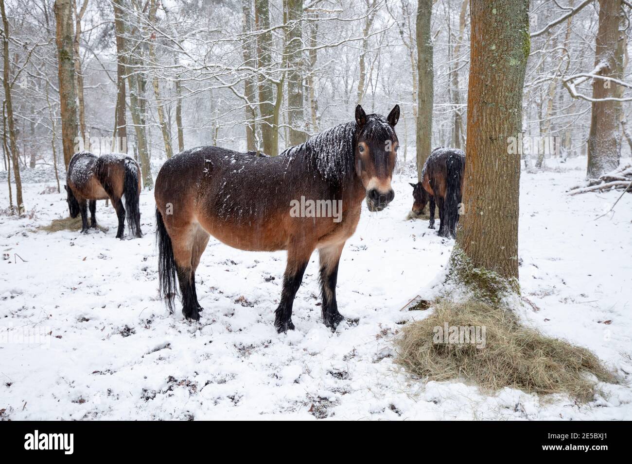 Wild ponies being fed piles of hay in snow covered woodland, Snelsmore Common, Newbury, Berkshire, England, United Kingdom, Europe Stock Photo