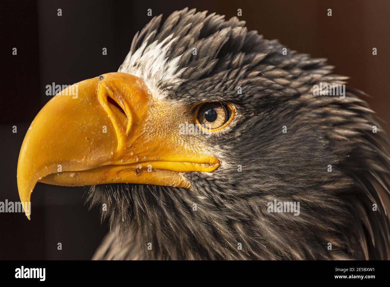 Gray eagle hires stock photography and images Alamy