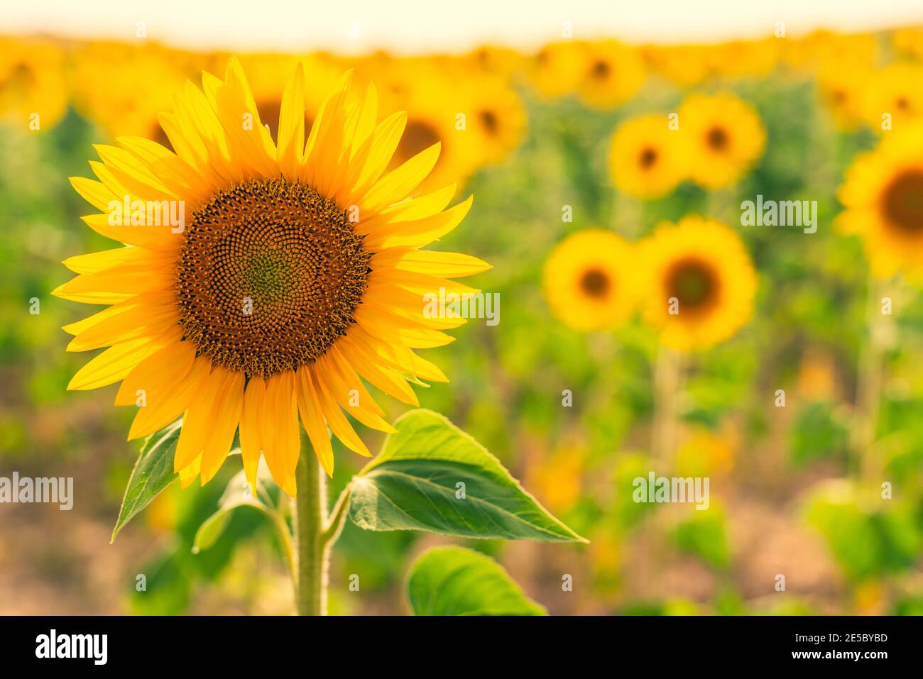 sunflower close-up, sunflower field, background. Focus selective Stock