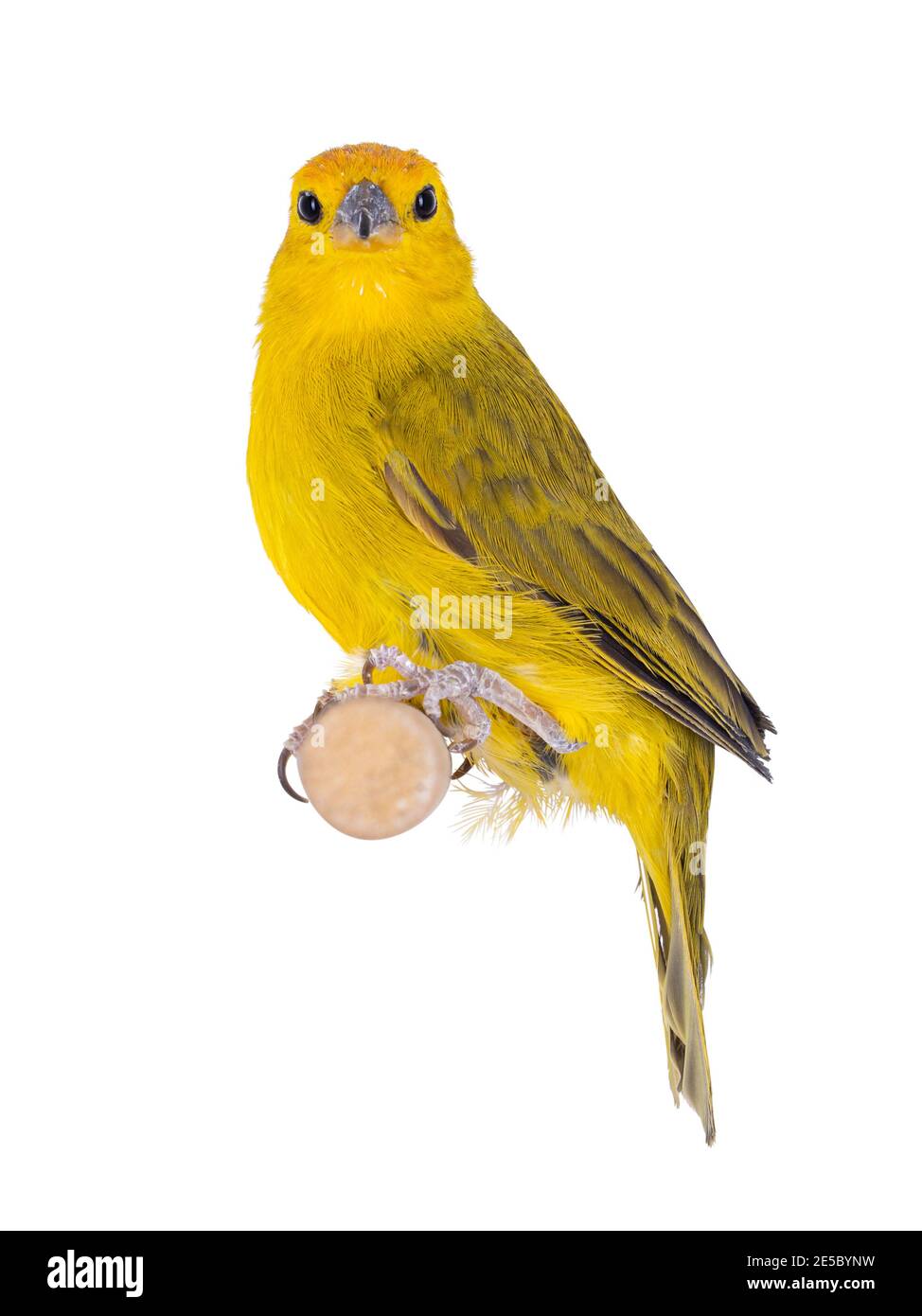 Male Yellow fronted canary aka Crithagra mozambica bird. Isolated on a