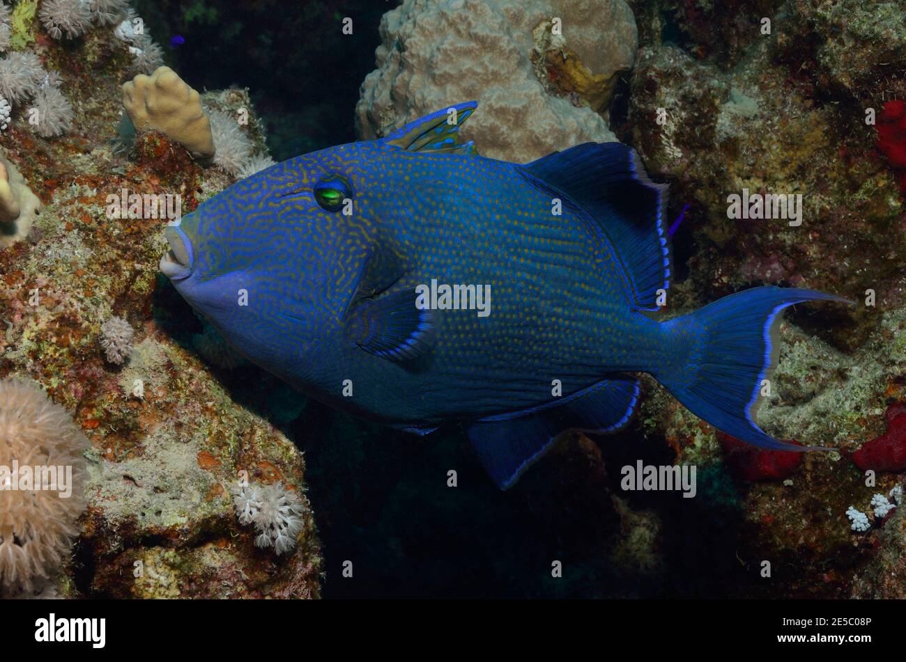 Pseudobalistes fuscus, blue triggerfish, Blauer Drückerfisch, Blaustreifen-Drückerfisch, Coraya Beach, Rotes Meer, Ägypten, Red Sea, Egypt Stock Photo