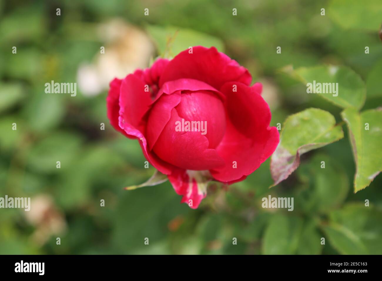 English roses blooming in the garden as a beautiful summer background ...