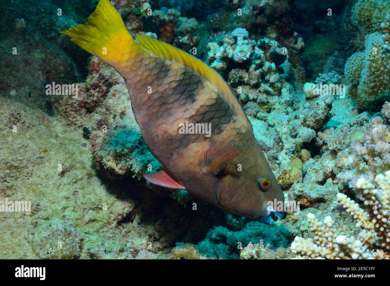 Scarus ferrugineus, rusty parrotfish, Rost-Papageifisch, Coraya Beach, Rotes Meer, Ägypten, Red Sea, Egypt, female, Weibchen Stock Photo