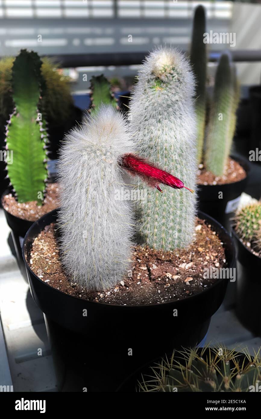 A potted Silver Torch Cactus with a red bloom Stock Photo