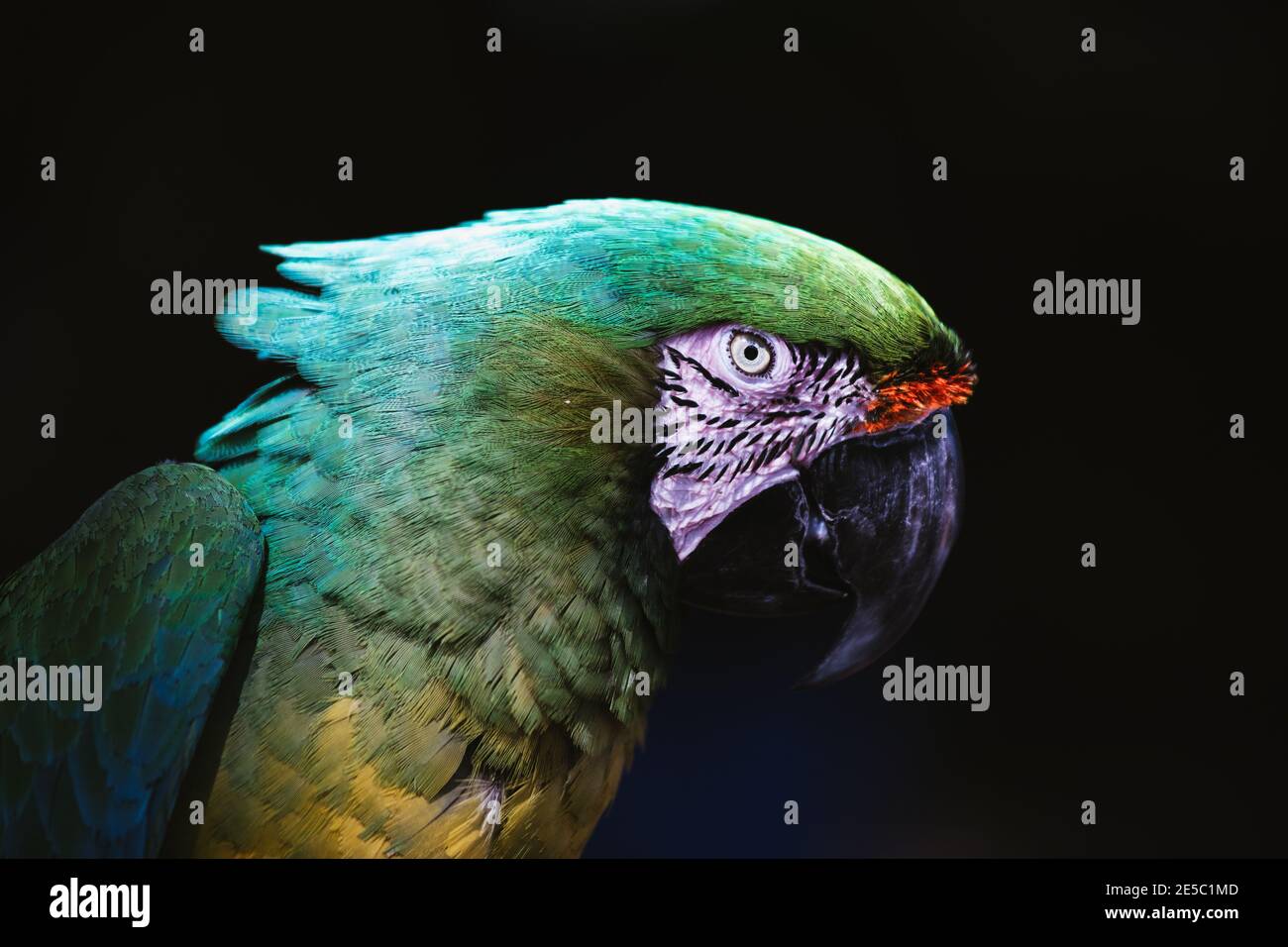 Green macaw exotic parrot without feathers, sick amazon rainforest bird Stock Photo