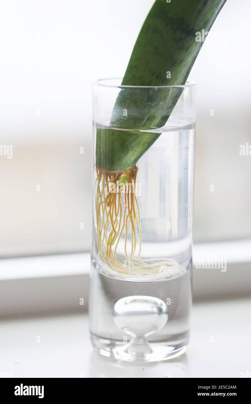 Roots and a "pup" growing on a Sansevieria leaf propagating in water Stock  Photo - Alamy