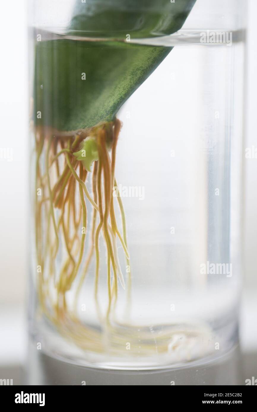 Roots and a "pup" growing on a Sansevieria leaf propagating in water Stock  Photo - Alamy