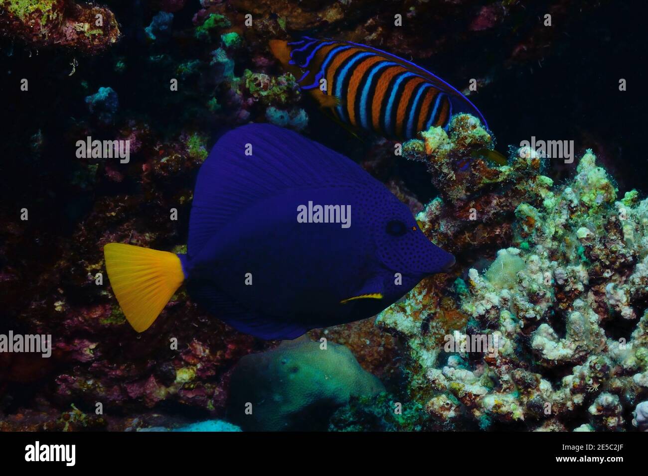 Zebrasoma xanthurum, purple tang, red sea sailfin, Blauer Segelflossendoktor, Rotmeer-Doktorfisch, Coraya Beach, Rotes Meer, Ägypten, Red Sea, Egypt Stock Photo