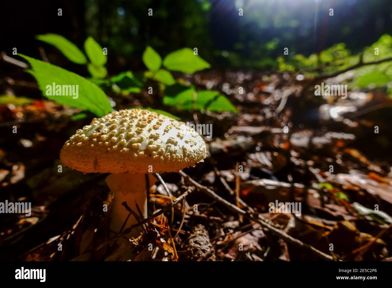 shining toxic mushroom in the sun on the forest floor Stock Photo