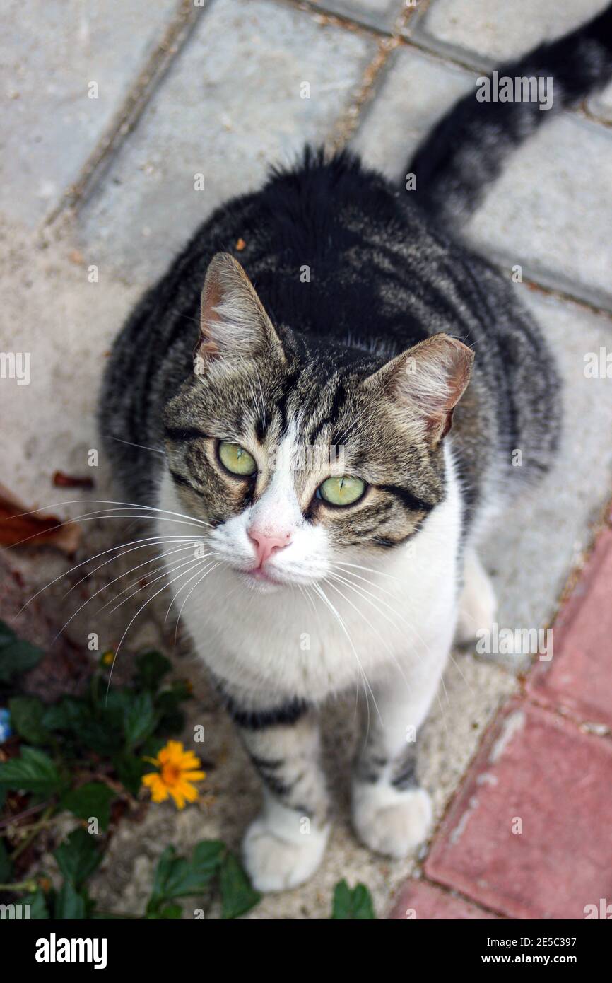 Turkish feral or semi-feral cat in Alanya, Turkey Stock Photo